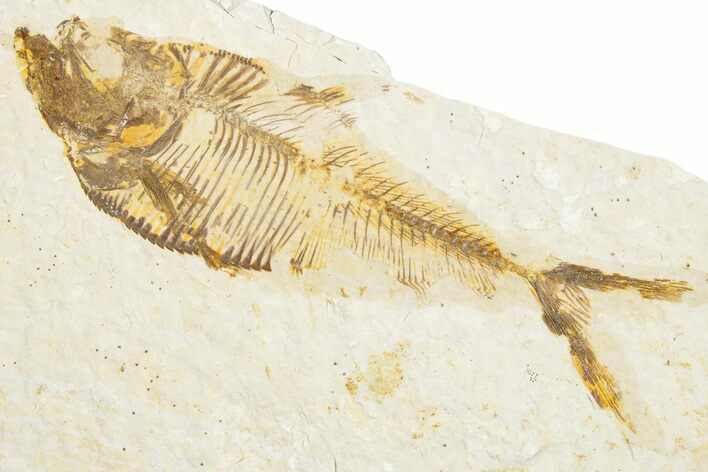 Detailed Fossil Fish (Diplomystus) - Wyoming #340131